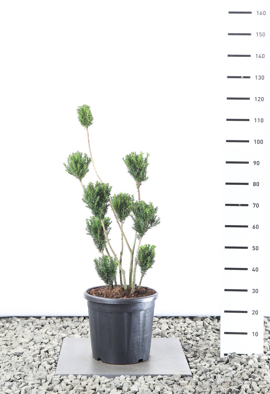 Taxus media 'Hillii' - 70-80 CM PonPon Cont.
